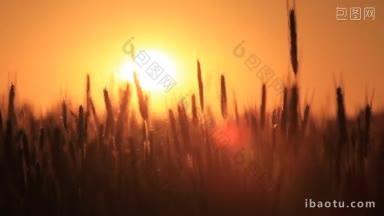 小麦在黎明高清拍摄与电动滑块